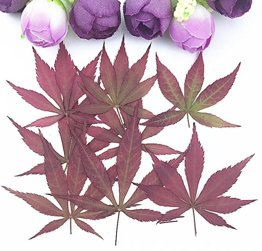 

100pcs Pressed Dried Maple Leaves Plants Herbarium For Jewelry Making Postcard Frame Phone Case Craft DIY