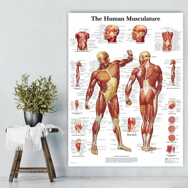 

HD Printed Human Anatomy Muscles System Art Poster Print Body Map Wall Pictures for Medical Education Home Decor 1 Piece