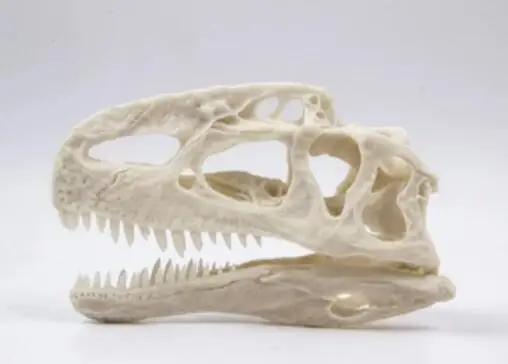 

skull model simulation dinosaur fossil skull Tyrannosaurus rex velociraptor fossil Resin model free shipping
