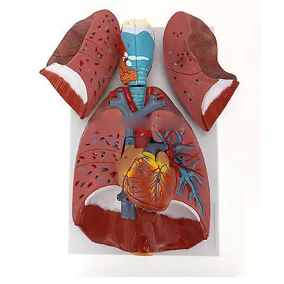 Модель дыхательной системы человека 7 частей гортани легких сердца
