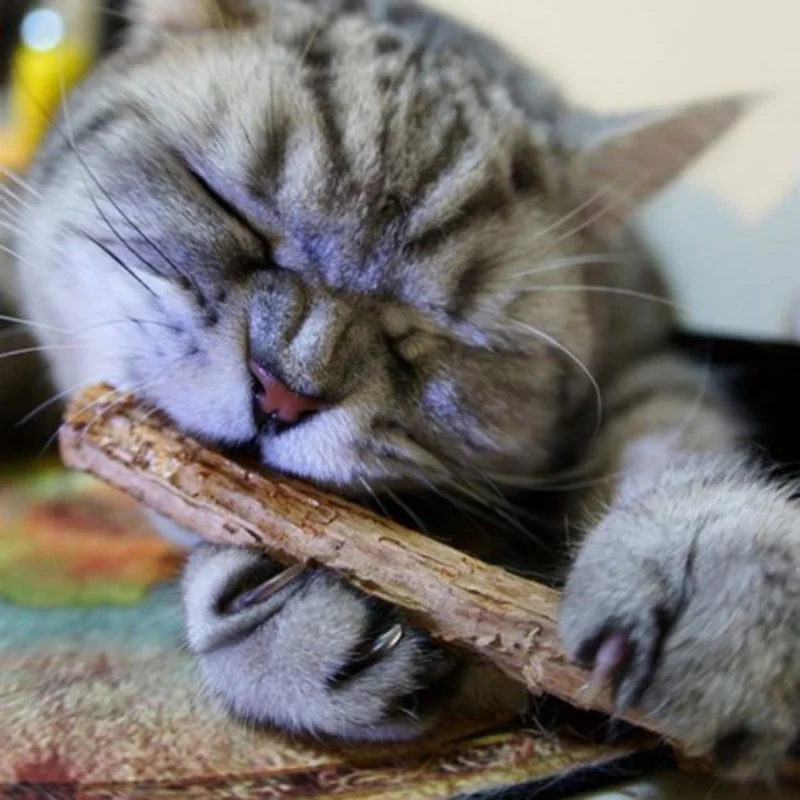 

10pcs/lot Pure Natural Catnip Pet Cat Snacks Sticks Cleaning Tooth Cat Toys