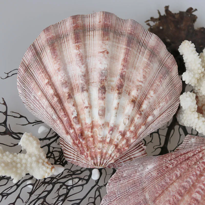 Бесплатная доставка (1 шт./лот) натуральная раковина и ракушка в виде Львиной лапы