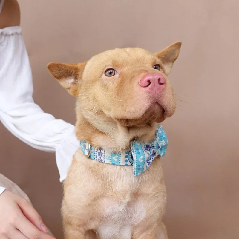 MUTTCO retailing high quality handmade collar fashionable Sapphire THE FOLK BLUE dog 5 sizes UDC023 | Дом и сад