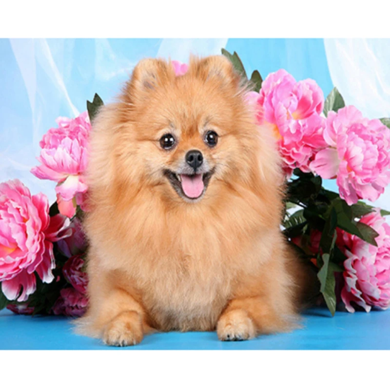 Алмазная ПЭТ краска 5D Померанская животная вышивка крестиком мозаика Вышивка