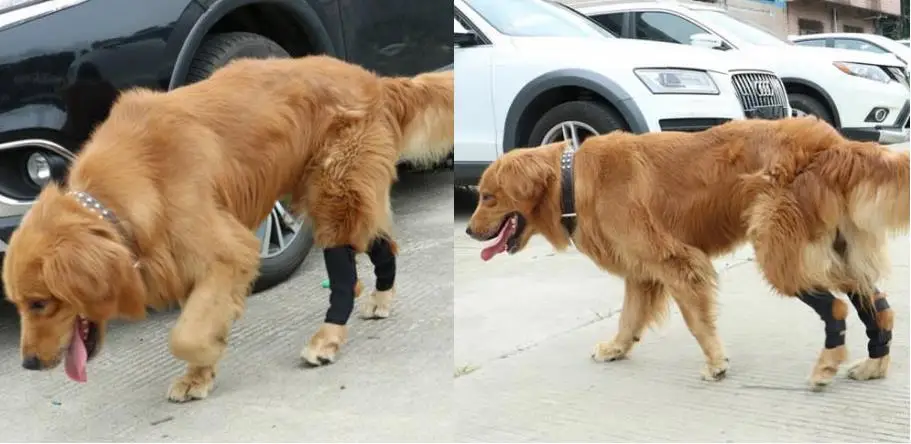 1 пара домашних собак ноги Brace Pet колено Hock протектор коврик для терапевтический