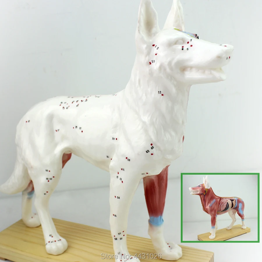 Фото - Модель акупунктуры для собак ENOVO модель анатомии животных модель для домашних животных модель акупунктуры для собак модель