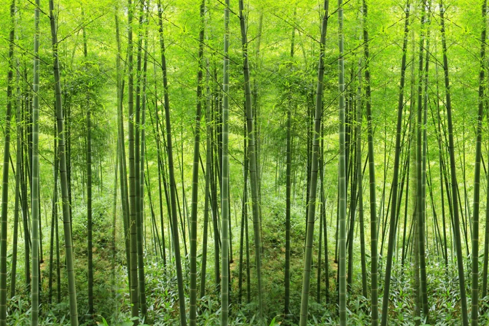 Custom any size Green bamboo forest curtains Scenery Digital Photo Printing Blackout 3D Curtains for Living Room Bedding | Дом и сад