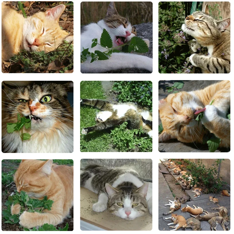 Просто Catnip натуральный органический Премиум 25 г мятный ментоловый аромат можно