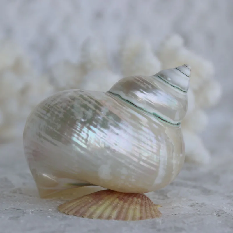 Бесплатная доставка (1 шт./лот) большой серебряный тюрбан с горлышком натуральная