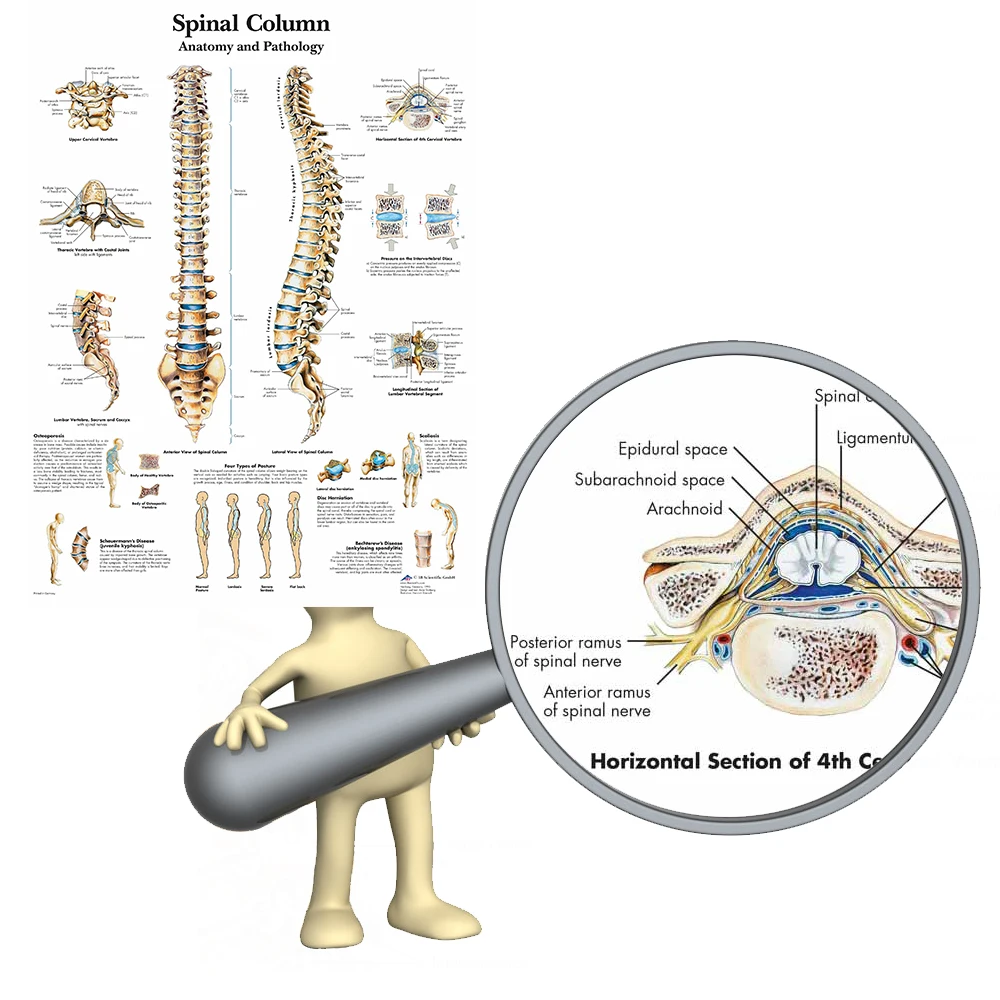 WANGART постер с изображением спинномозговой колонны Картина на холсте настенные