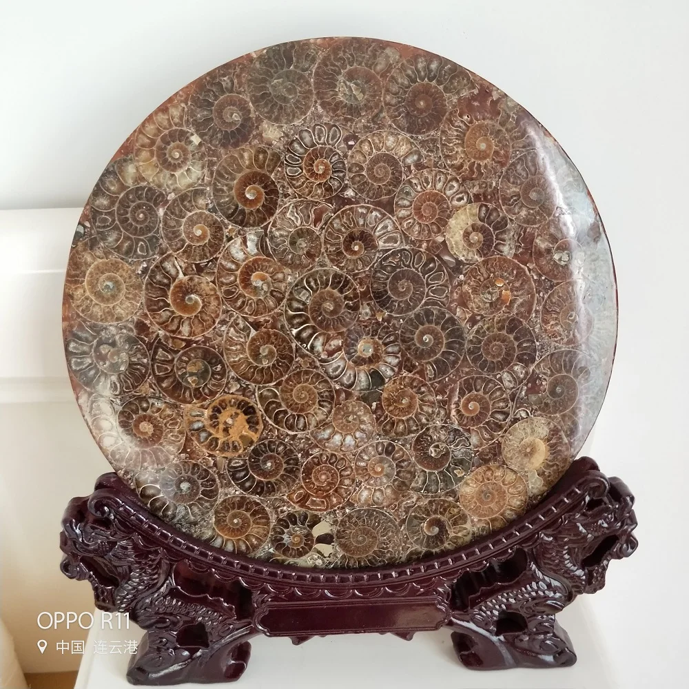 Ammonite Fossil Slice Plate Natura Shell a compassl MADAGASCAR FOSSIL SPECIMEN HEALING fashion wedding decoration