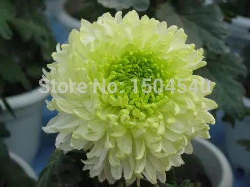 Free shiping Green Peony Flower Seeds For Home &amp Garden DIY Plants Beautiful lovely 5pcs |