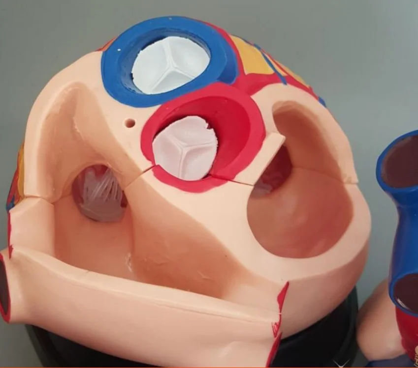 Большая модель сердца человека 4х Размер жизни анатомическая внутренняя