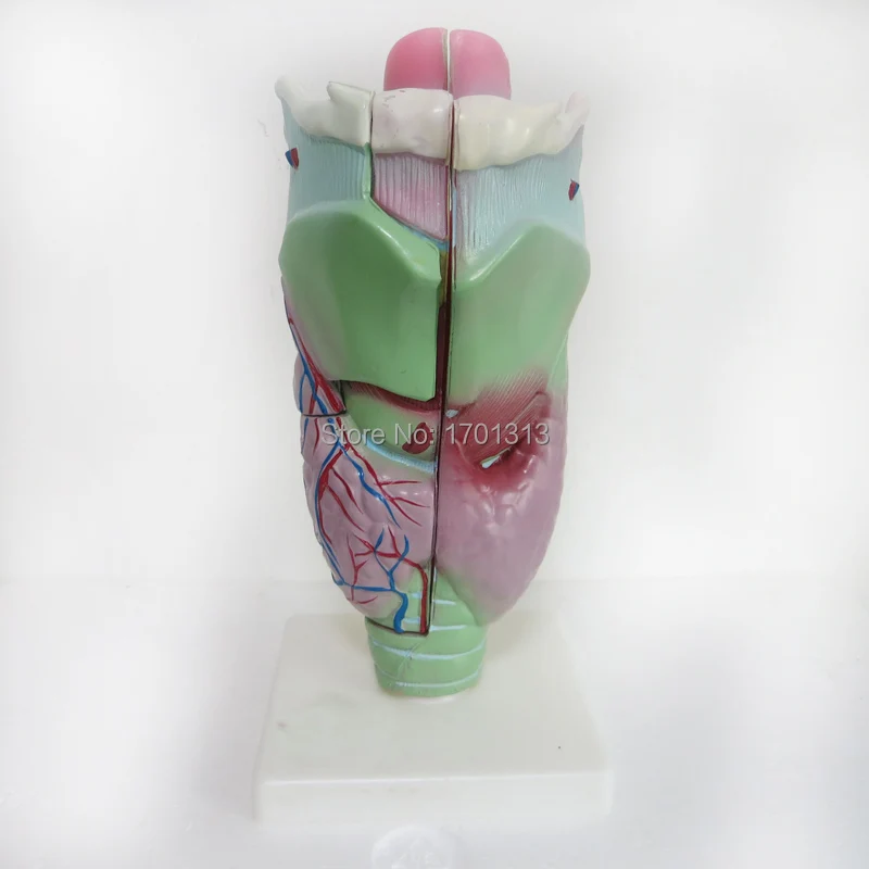 3 раза большая увеличенная человеческая гортань модель Специальное украшение