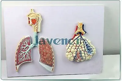 Анатомическая человеческая дыхательная система анатомия медицинская модель