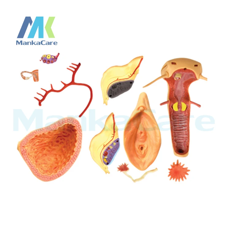 4D мастер медицинский женский человеческого тела анатомическая модель скелета в