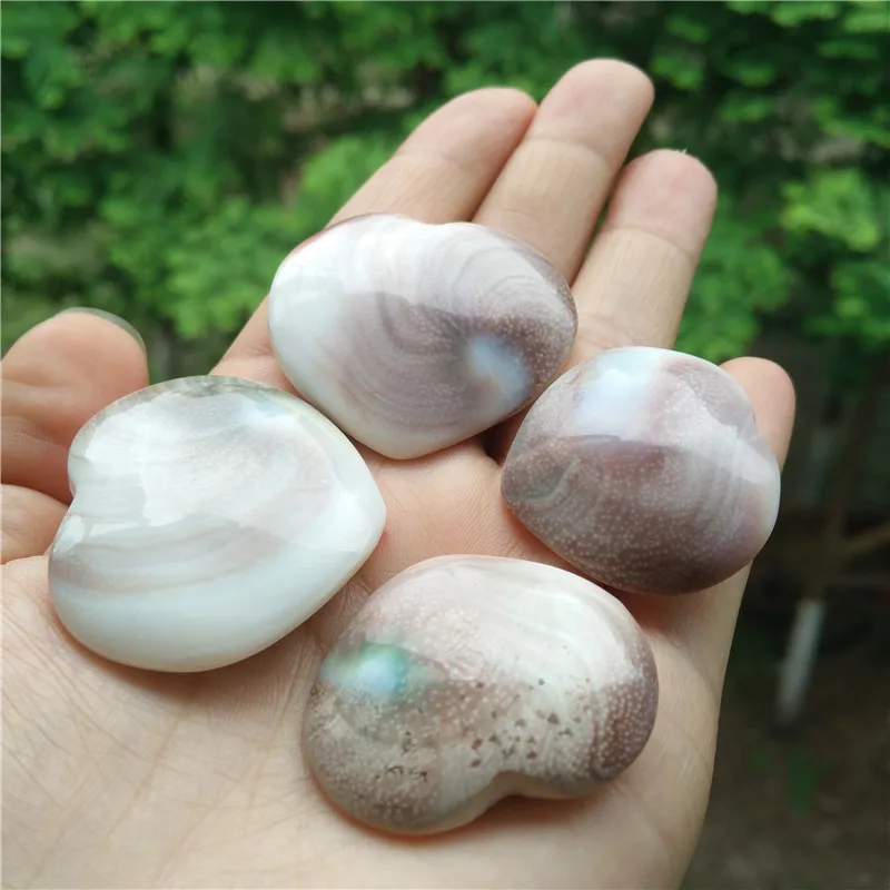 

Natural Conch Shell Heart Shape Conch Fossil Polished Stunning Conch Shell Pendant