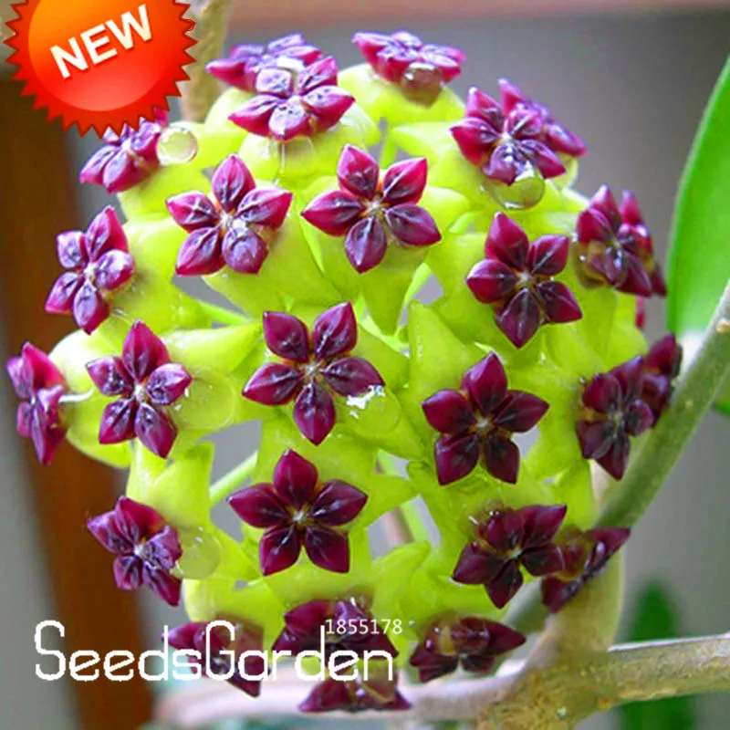 Большая Акция! Hoya flores горшечные цветы бонсай растения plantas Орхидея Планта для