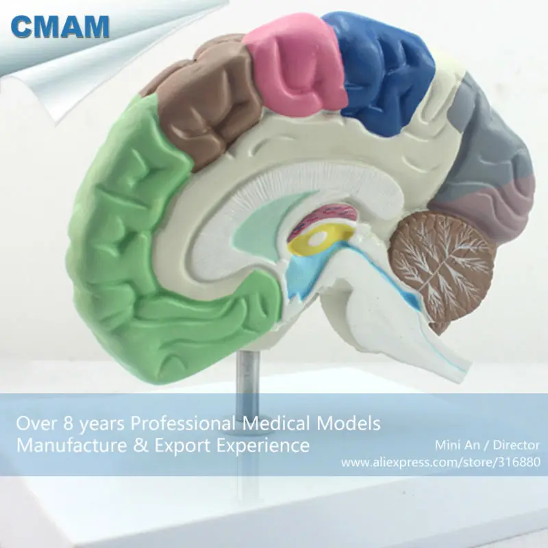 CMAM-BRAIN09 Человека Модель Функциональный Мозг, анатомия Модели> Модели Мозга