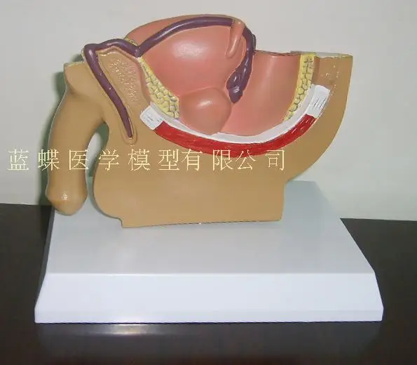 Male/Female pelvic sagittal section model Urinary system education demonstration | Канцтовары для офиса и дома