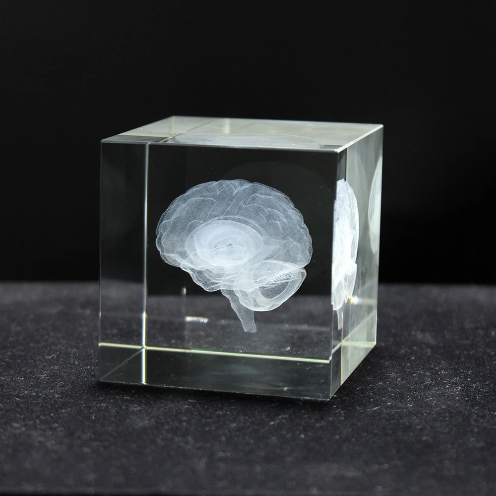 Кристаллическая 3D модель мозга лазерная гравировка мозговая Скульптура Статуэтки украшение дома
