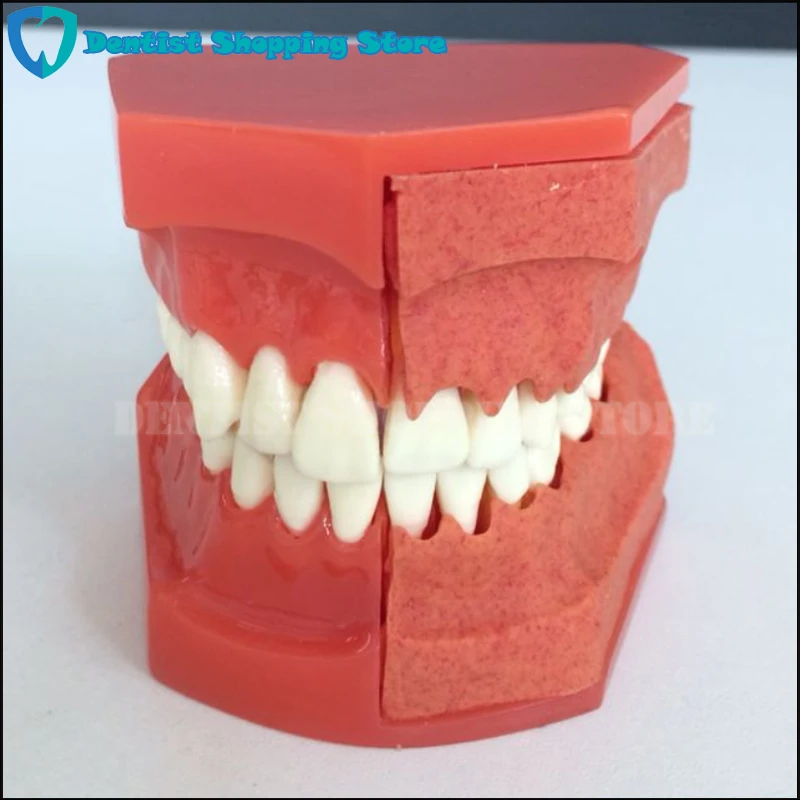 

Dental Model Teeth Anatomical Anatomy Model Children