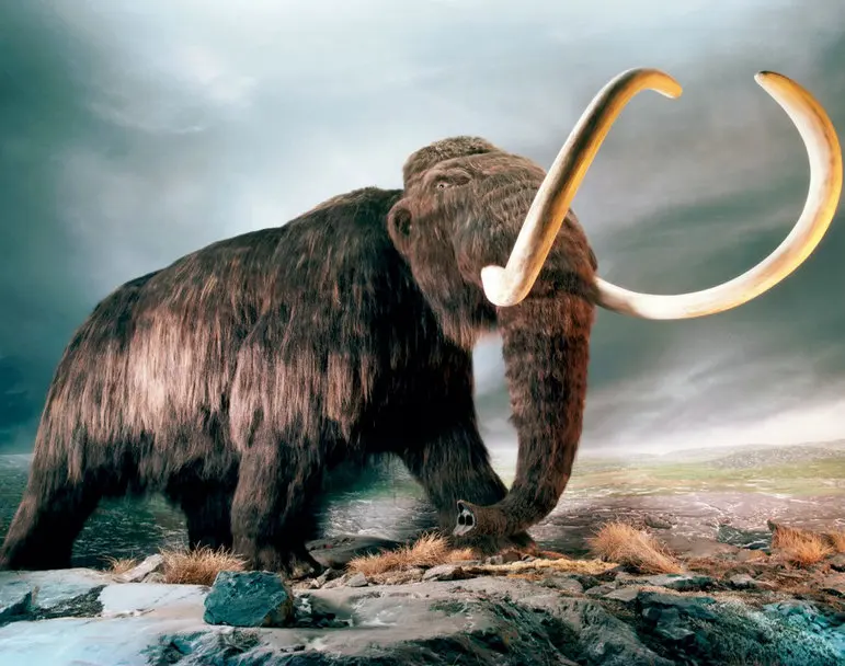 5D САМОДЕЛЬНАЯ РАЗРАБОТКА БИСЕРНЫЙ ЖИВОПИСЬ "КРЕСТИКОМ" УКРАШЕНИЕ ЗУБА СЛОНА ПОЛНАЯ МОЗАИКА РЕМЕСЛЕННЫЙ КОМПЛЕКТ 3D ДЛЯ РУЧНОГО ТВОРЧЕСТВА