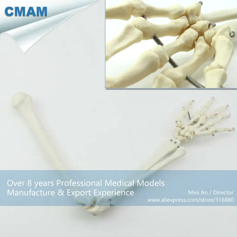 CMAM/12358 кость для верхней конечности медицинская анатомическая человеческая
