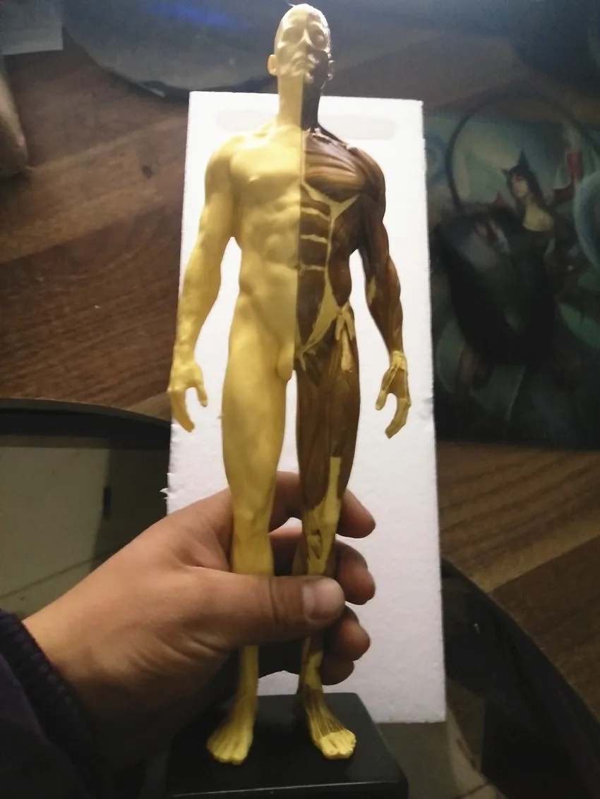 30 см человеческий каучук череп анатомическая модель скелета для зубных протезов