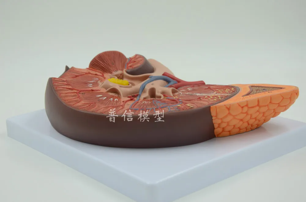 Бесплатная доставка и надпочечник модель почечной анатомии для урологического