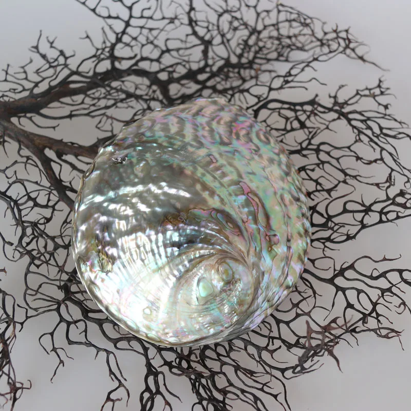 Австралийский корпус Abalone натуральный и раковины украшения для дома морского