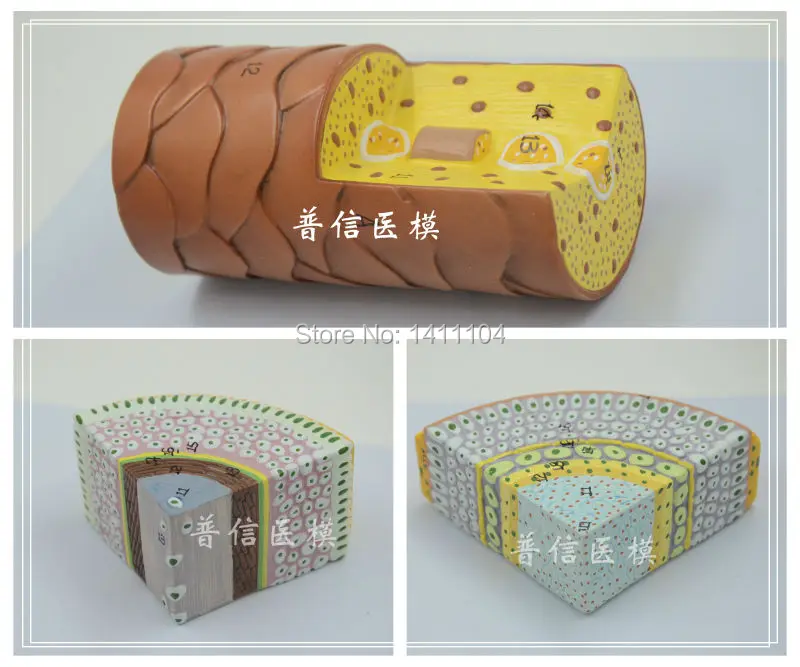 Бесплатная доставка корка для волос структура роста корней красота модель