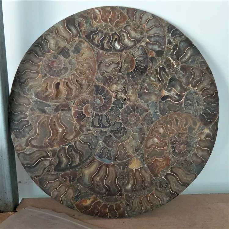 1 шт. жемчужная круглая тарелка nautilus|plate| |