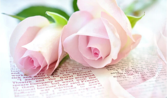 Обои на заказ с цветочным рисунком Романтические Розовые фотообои для гостиной