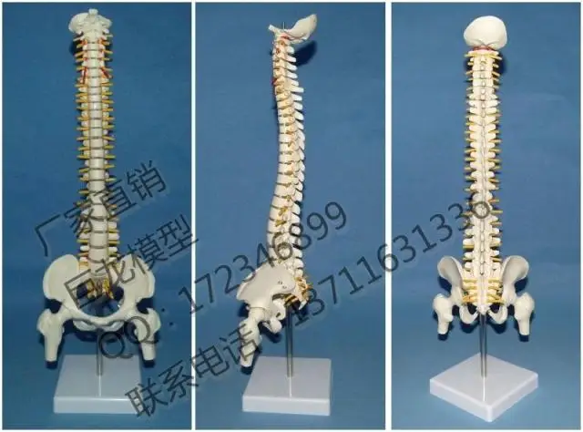 

human skeleton model products spine model skeleton belt model
