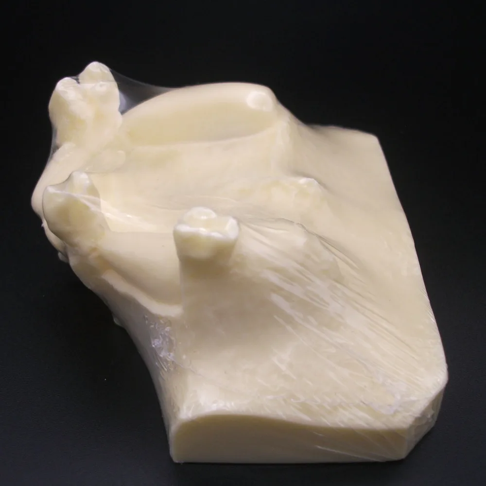 

Sinus lift practice model dental anatomical anatomy model