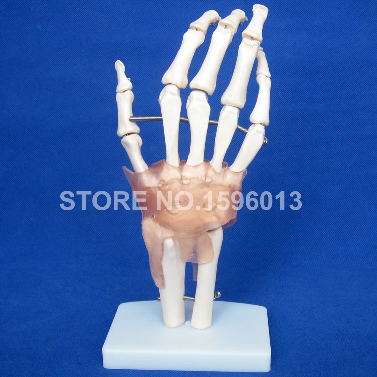 Популярная модель человеческих суставов модели плеч локтей бедер колена рук и
