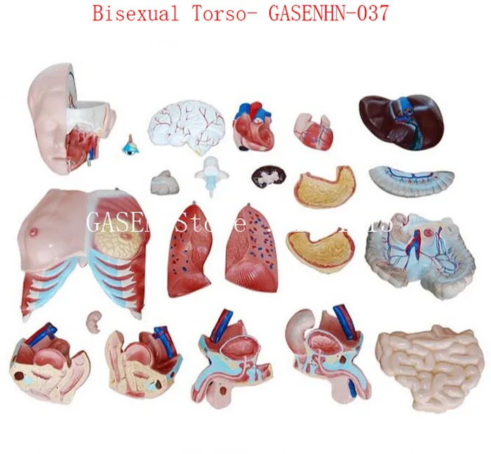 Visceral anatomy male female Asexual trunk Anatomical model chest abdomen Organ structure medicine Bisexual Torso- GASENHN-037 | Канцтовары