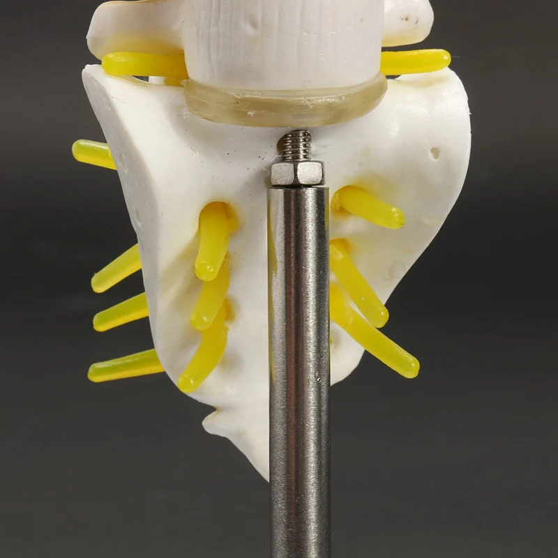 KiWarm 1 шт. 15 см мини человеческая поясница позвонка Sacrum Coccyx анатомический медицинский позвоночник модель статуи скульптуры