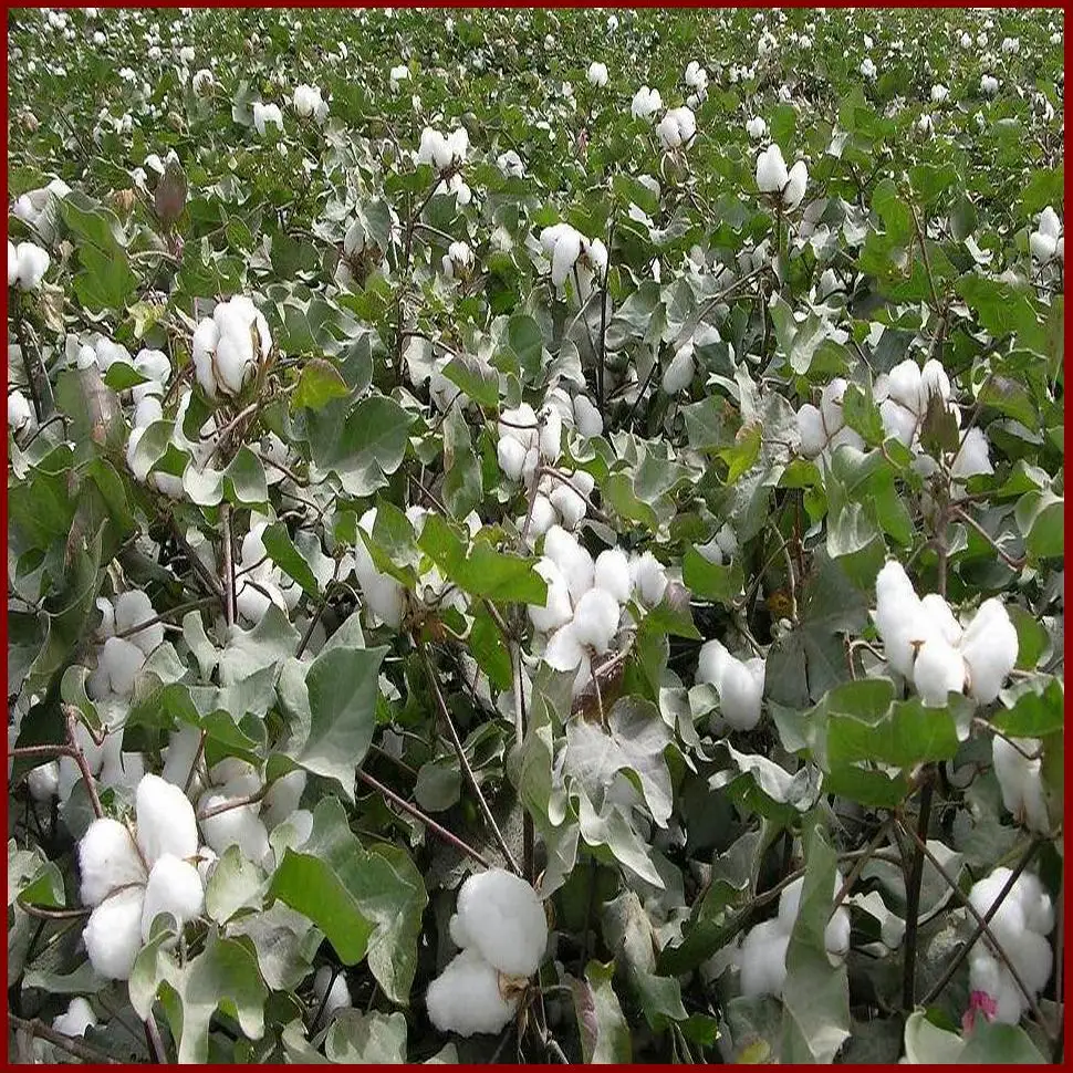 AATC гормона роста растений/NATCA|plant and animal cells pictures|plantplant harvester |