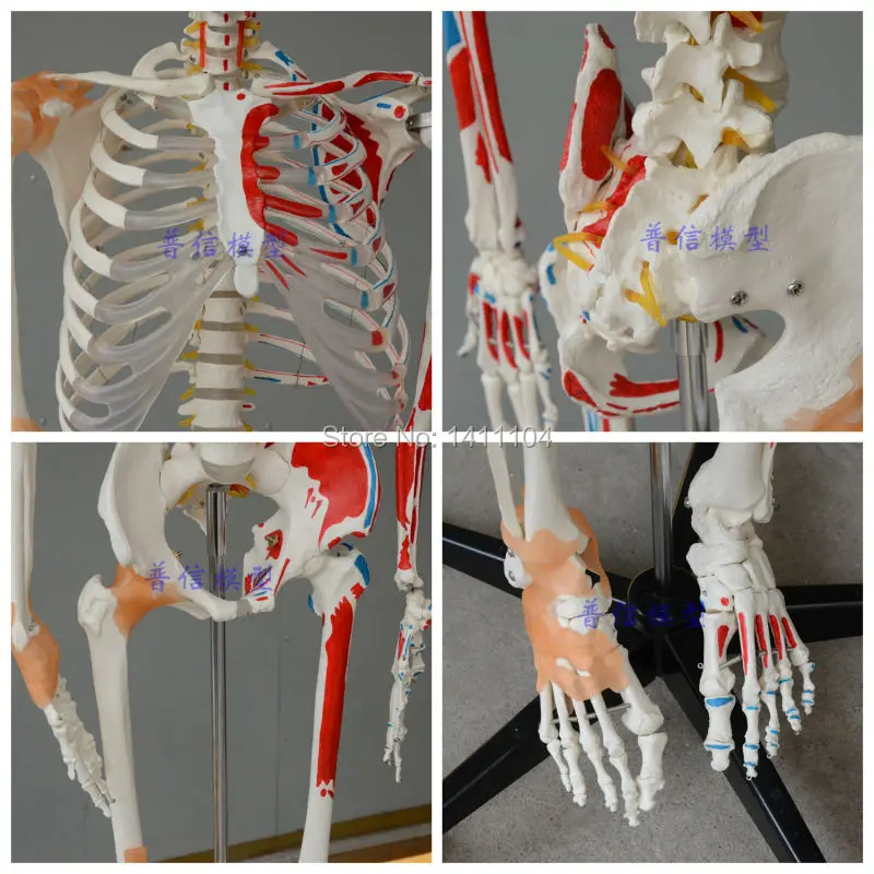 Бесплатная доставка большие кости для человеческого тела с связкой мышечной