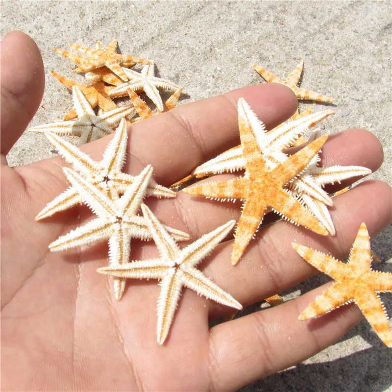 Натуральный раковину звезды Мини Starfish Стекло бутылки микро Пейзаж украшения