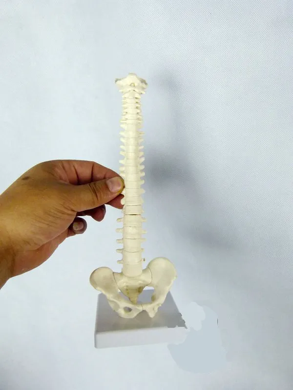 23 см мини женская анатомическая модель позвоночника|human spine model|human spinespine model |
