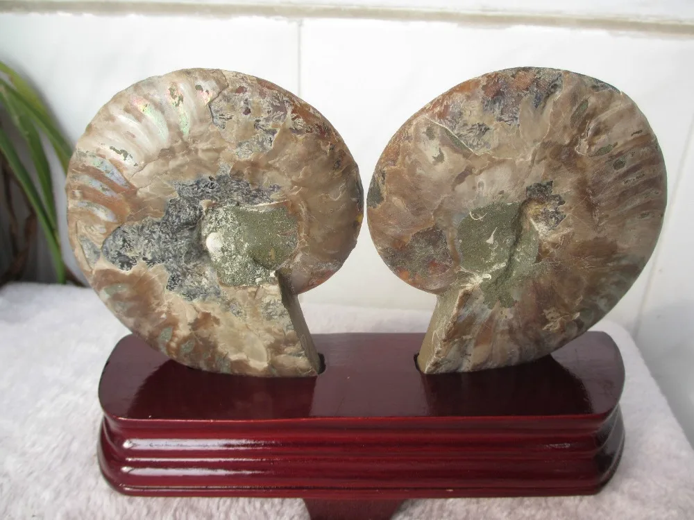 AAA ++ AMMOLITE NAUTILUS мадагаскарский ископаемый экземпляр 307g + подставка 99g|fossil fossils|fossils