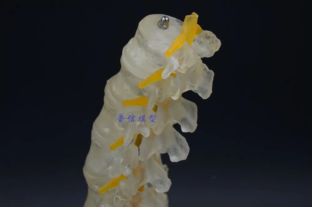 Бесплатная доставка модель позвоночника медицинский светящийся креативный