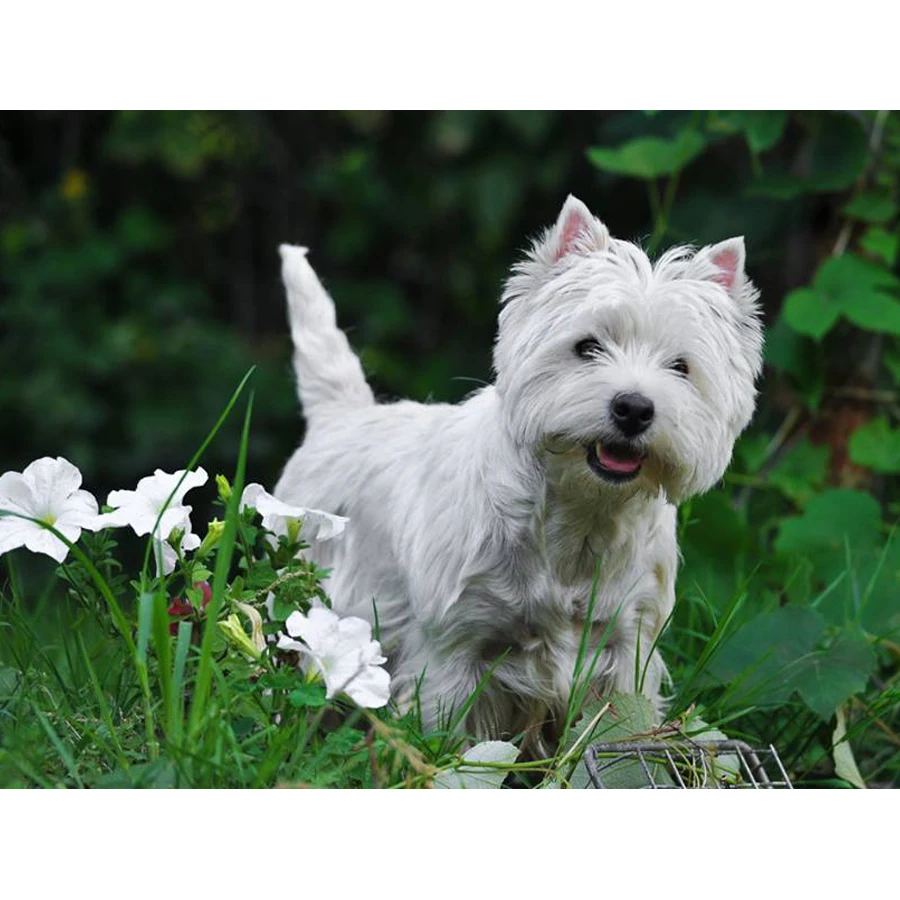 DIY westie собака алмазная живопись вышивка крестиком 5d Алмазная вышивка полный квадратный круглый дрель мозаика милый питомец фото на заказ