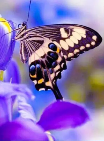 Ручная работа ангела Круглый/квадратный Алмазная вышивка алмазная живопись