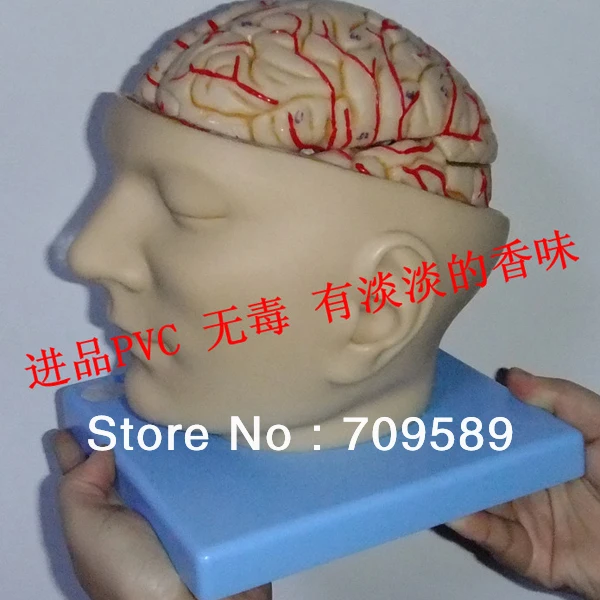 ИСО роскошный анатомический мозг с артерией моделью головы|anatomy brain|brain anatomybrain