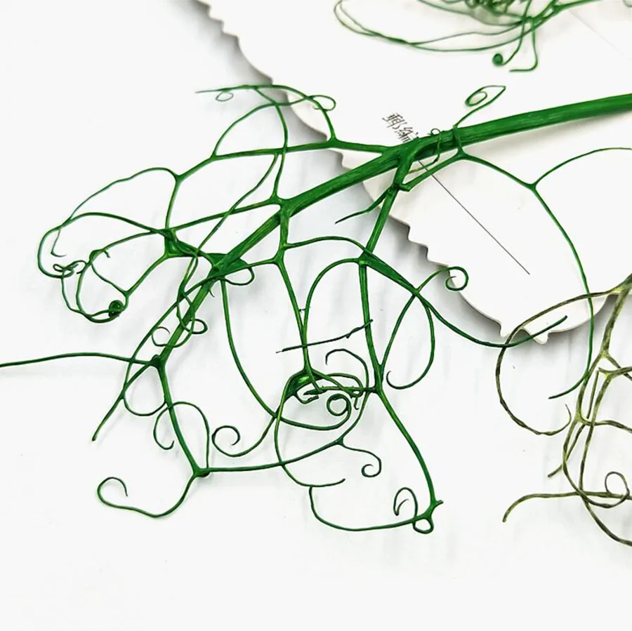 100 шт прессованный высушенный писюм сативум лоза гербарий из растений для