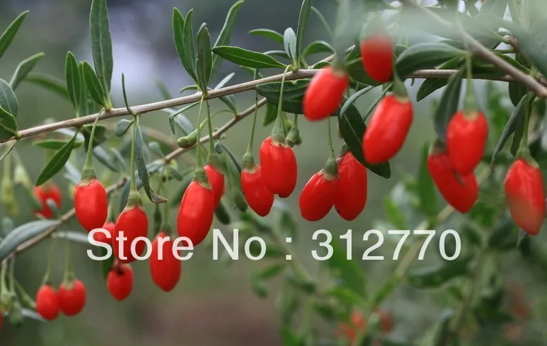 100g/bag Wolfberry berry Goji herbal good for sex goji berries Brazil Free Shipping |
